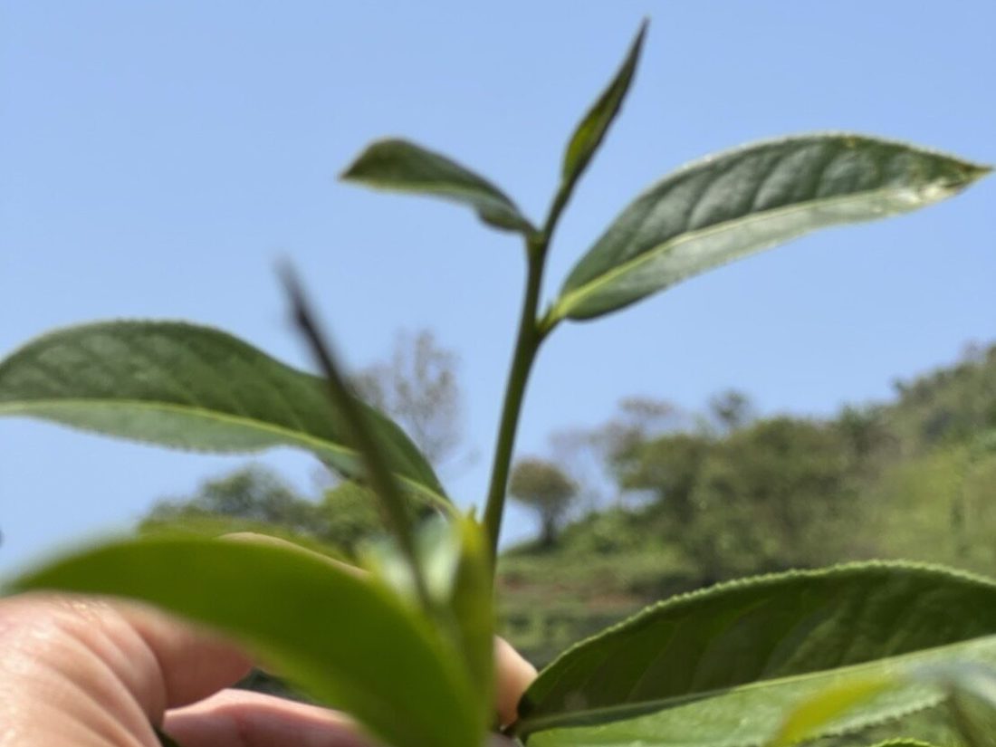 Frische Oolong-Blätter
